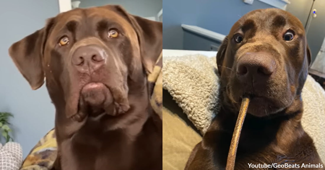 This Dog has the Saddest Face but a Goofy Personality