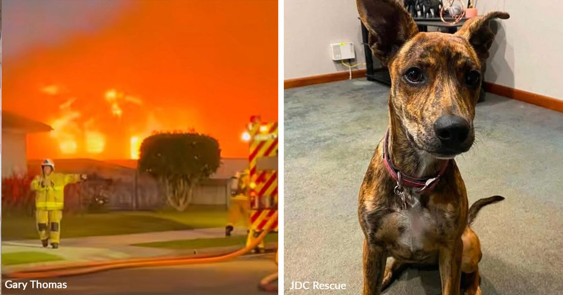 Split image of a large house fire with flames engulfing a building and a brindle dog sitting indoors looking alert.