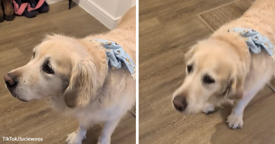 Cream-colored senior dog standing indoors in a blue patterned bonnet, shown in two slightly different angles on a wood floor.