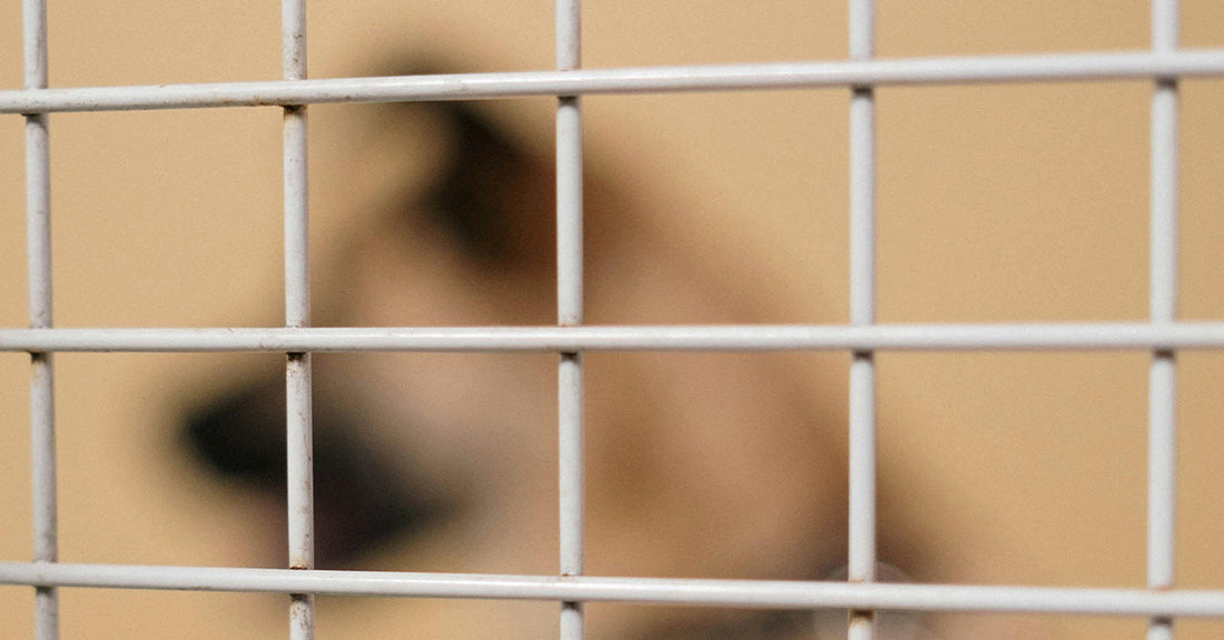 Ukrainian Veteran’s Healing Journey Through Caring for Shelter Dogs