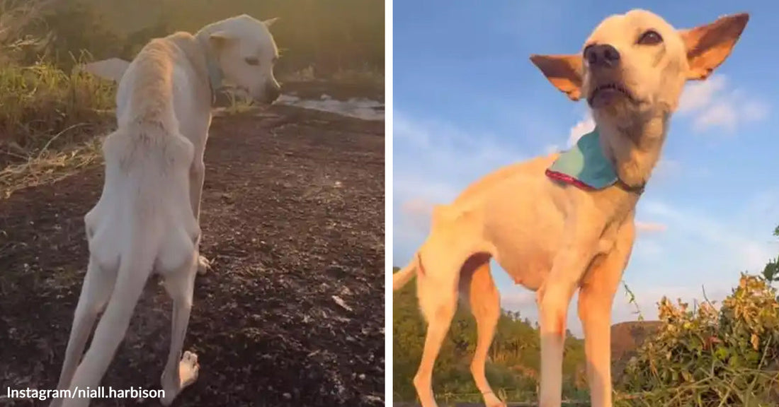 Split image of a very thin white dog walking away on a dirt path at sunset on the left and standing alert outdoors wearing a blue bandana on the right.