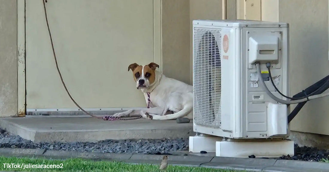 Dog Found Tied To Shelter Door Quietly Waiting For Her Family