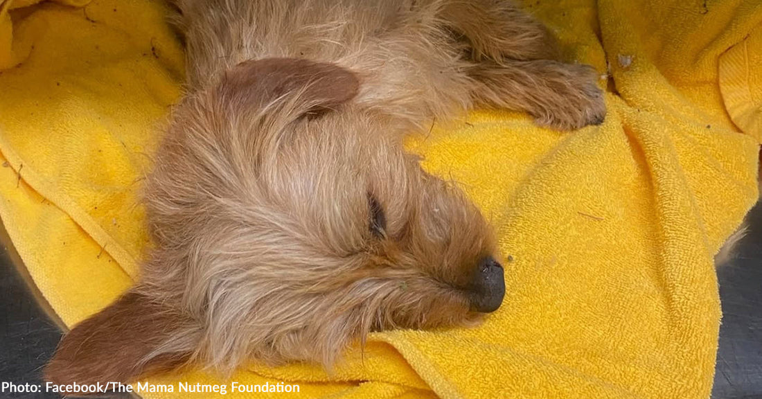 Injured Dog Tossed in Dumpster in Tied Trash Bag Rescued Just in Time