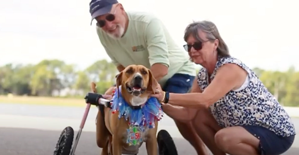 Former Sarasota Deputy Empowers Animals Worldwide with Mobility Wheelchairs