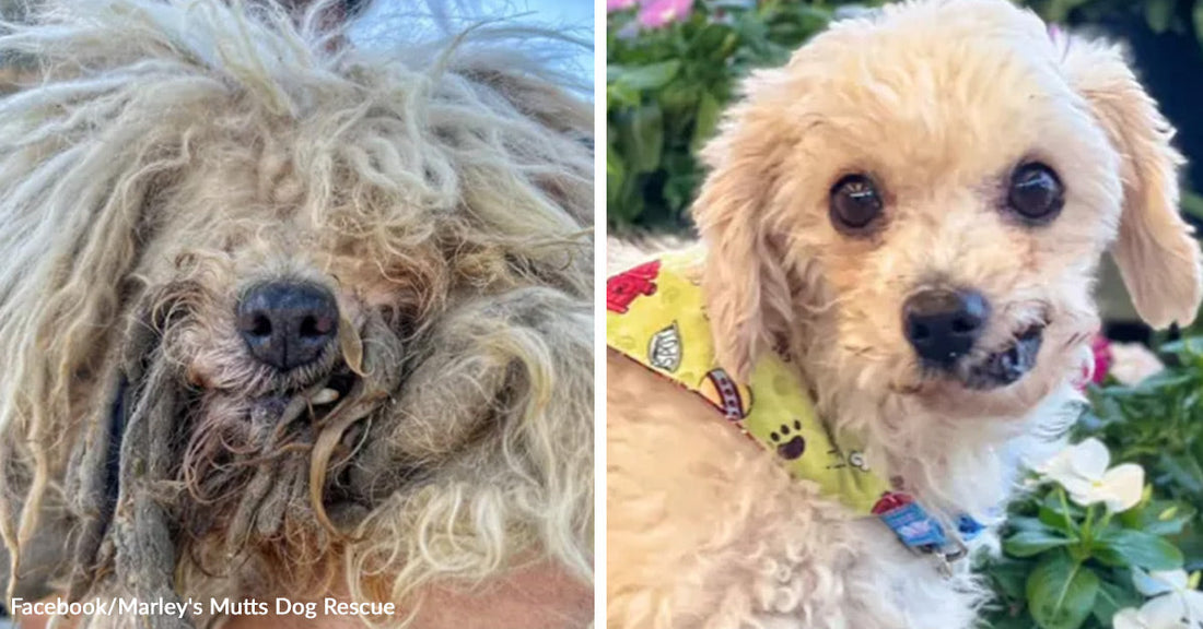 Split image showing a severely matted small dog before grooming on the left and the same dog cleaned up and wearing a bandana among flowers on the right.