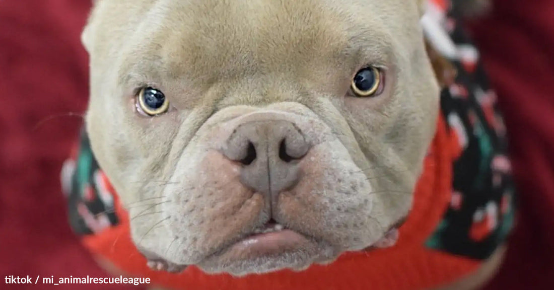 Close-up of a French bulldog wearing a festive sweater, looking curiously at the camera.
