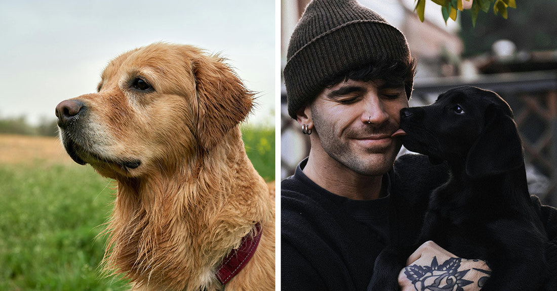 Canine Clues Could Save Lives from Deadly Airborne Fungus