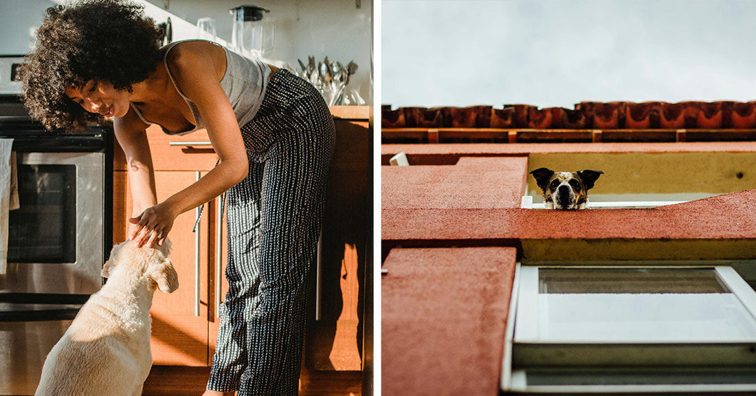 Got A Canine 'Shadow'? Clingy Dogs May Be Showing Signs of Deeper Trouble