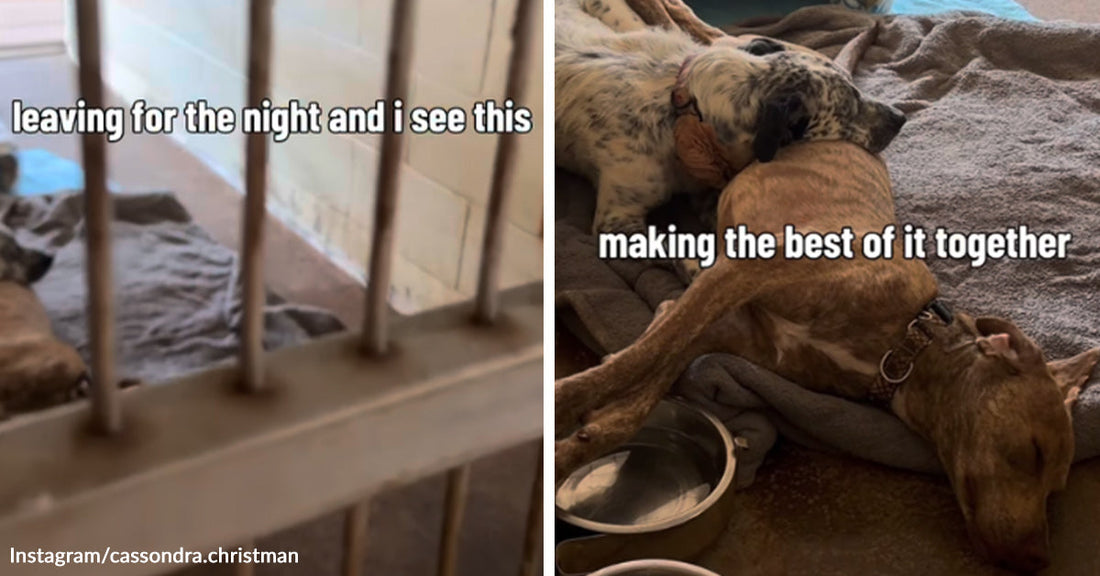 Left: Dog lying behind kennel bars on a blanket, text reads “leaving for the night and i see this”; Right: Two dogs lying together on bedding, text reads “making the best of it together.”