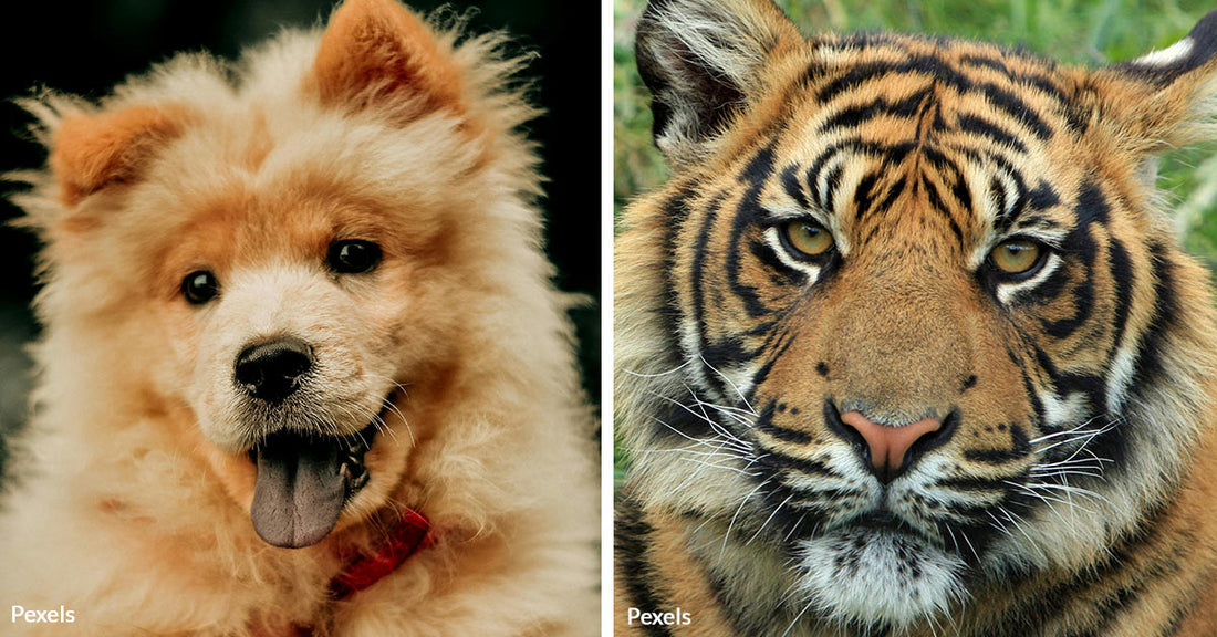 Painted Chow Chows Deceive Visitors and Spark Fury