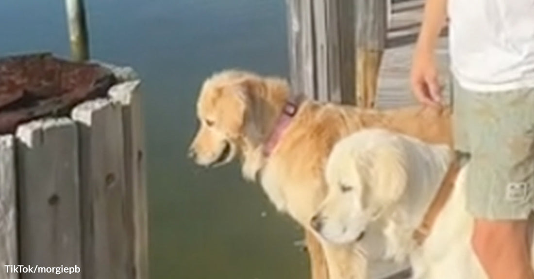 Two light-colored dogs stand beside a person on a dock, looking down toward the water.