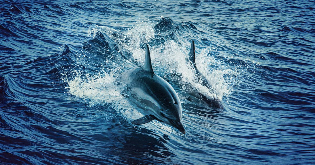 Dolphins Slain in Front of Children by Charter Boat Fisherman