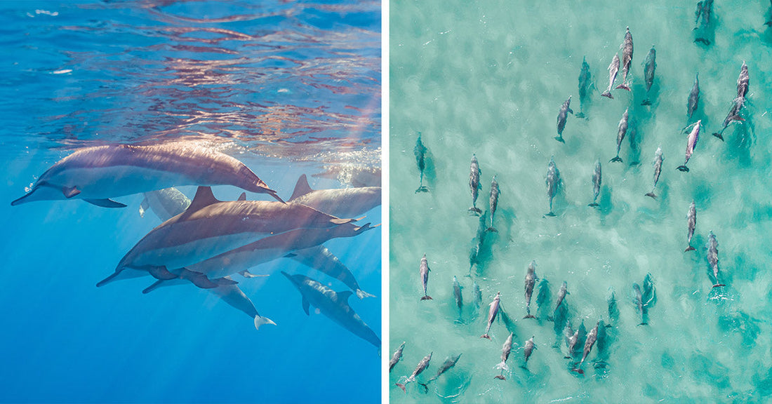 Split image showing dolphins swimming underwater on the left and an aerial view of a pod of dolphins in shallow turquoise water on the right.