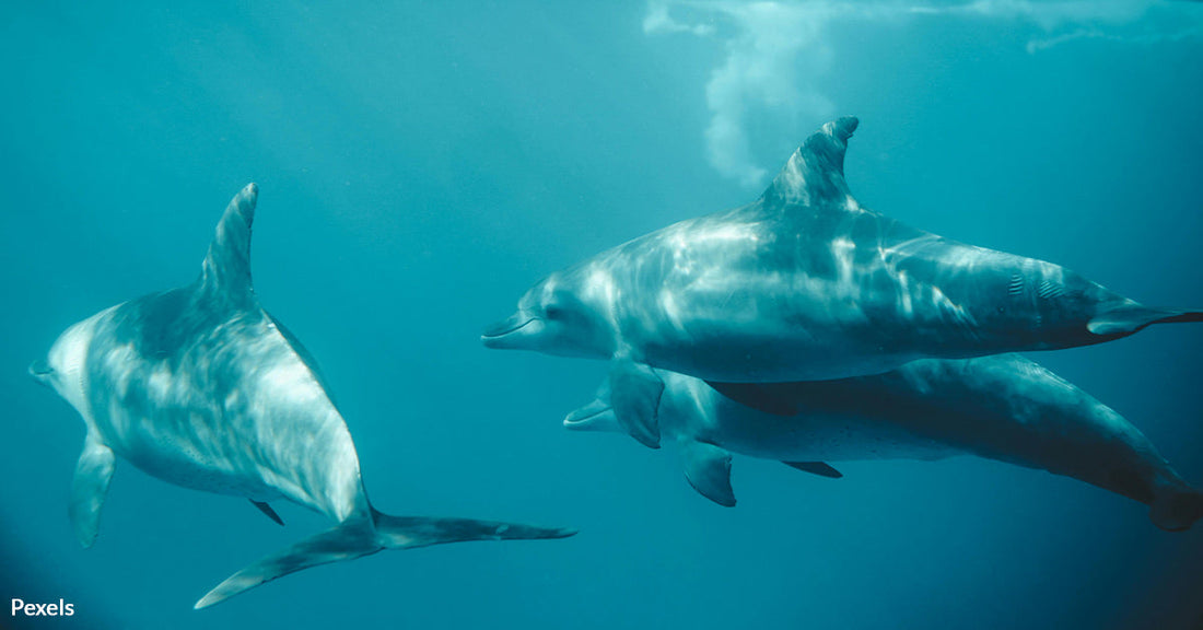 Rising Human Clamor Forces Dolphins To 'Scream' At Each Other