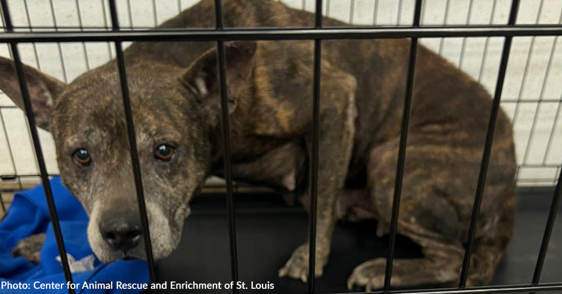 Your Donations Helped 22 Horribly Abused Dogs to Heal Physically and Emotionally