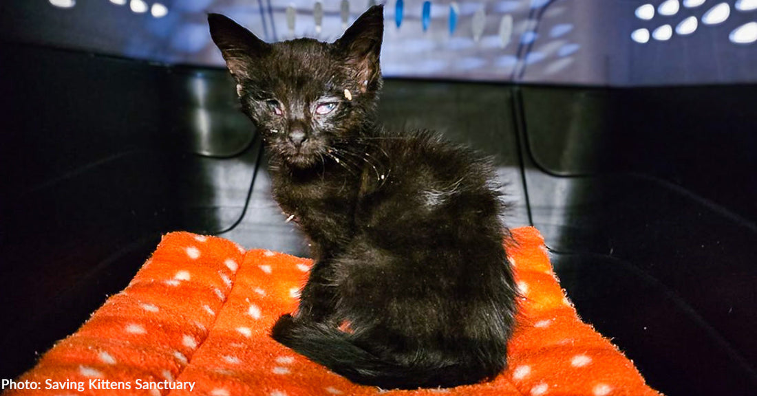 Kitten Blinded by Severe Eye Infections Gets Emergency Care for Best Chance to See Again