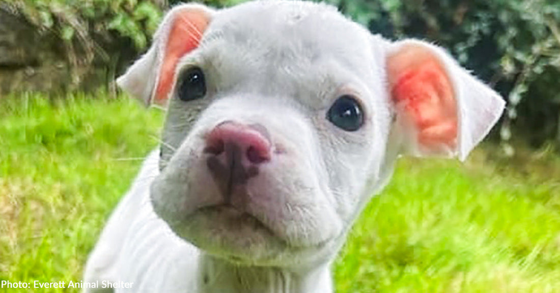 Emaciated Puppy Near Death Makes Full Recovery and Finds Loving Home