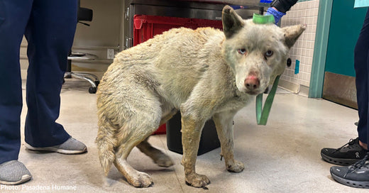 Scorched Dog Found Near Raging Eaton Wildfire Needs Your Help to Heal