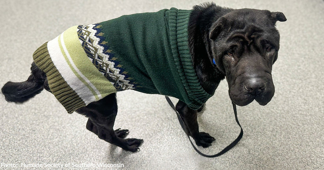 Surrendered Dog Unable to Keep Food Down Receives Emergency Surgery