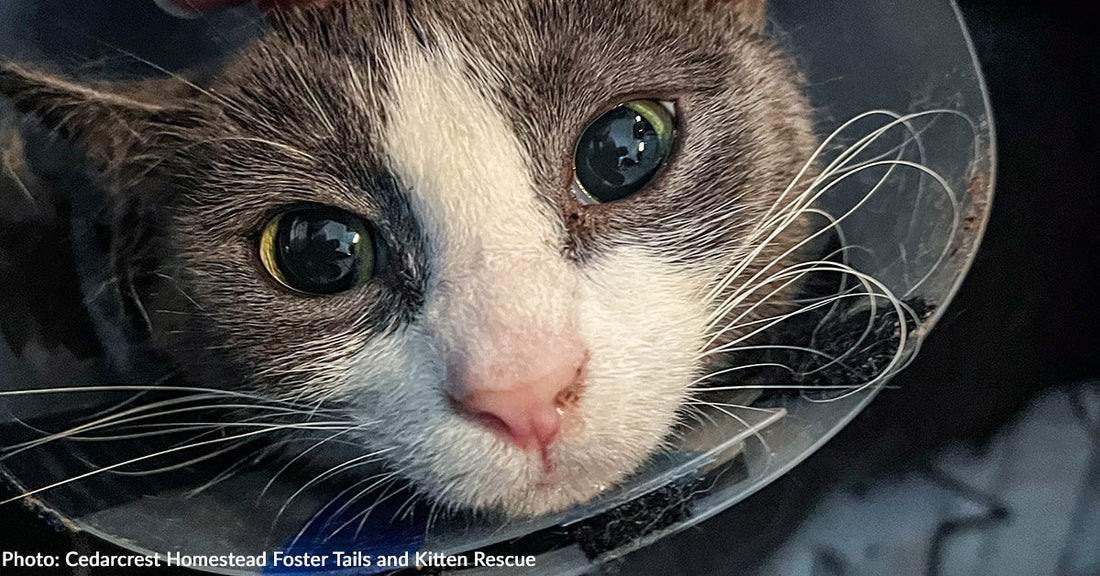 gray and white cat looking at camera with plastic medical collar on