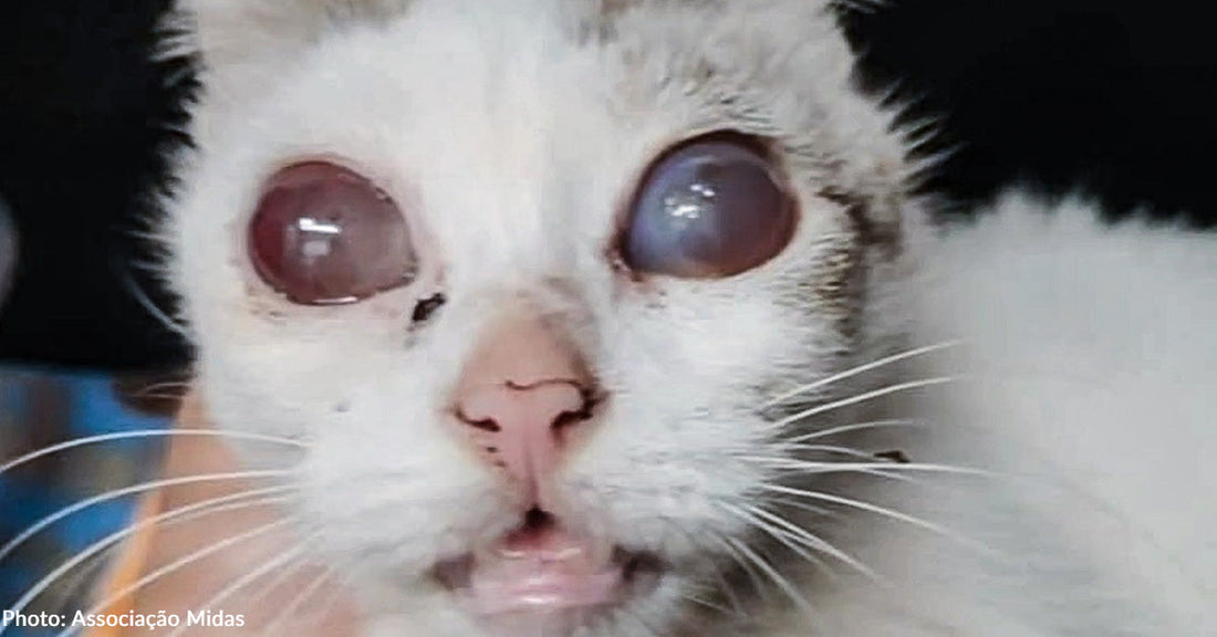Sick Cat Abandoned Outside Shelter in Cold Receives Emergency Care