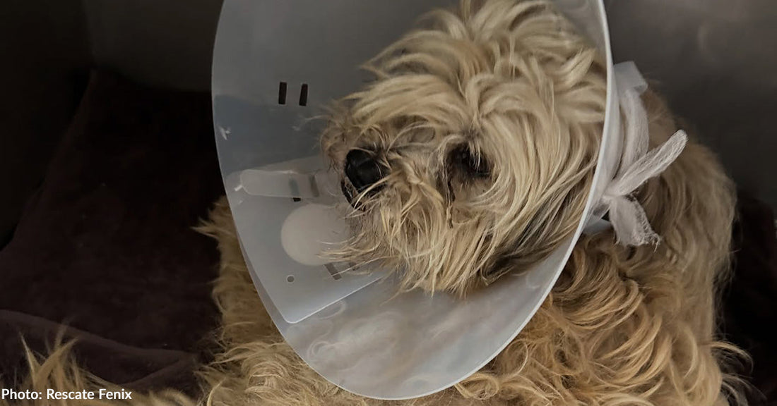 Dog Left to Suffer with Multiple Broken Bones Needs Your Help to Walk Again