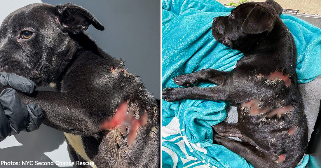 severely wounded black puppy resting on blue blanket