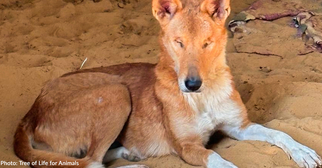 A tan dog laying on sandy ground missing both eyes in shelter setting.