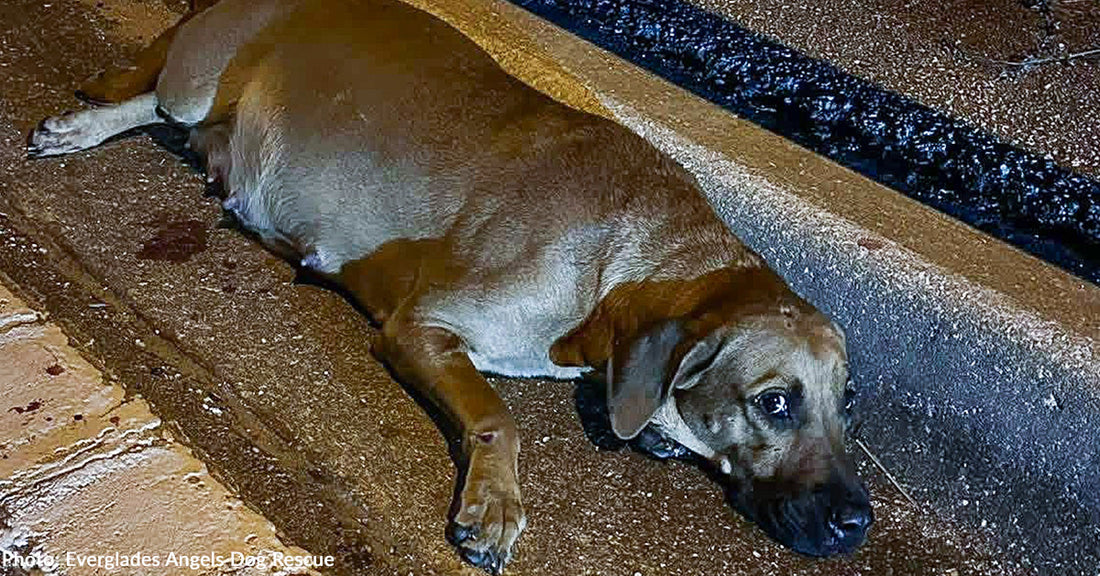 injured brown dog lying on side of the road