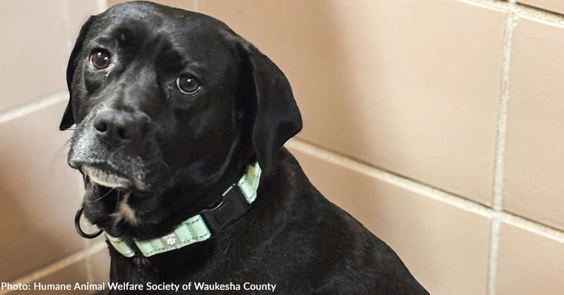 Shelter Dog Suffering in Silence with Untreated Leg Injury Finally Gets Help