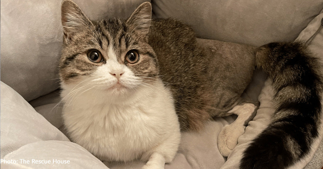Kitten Struck By Car Needs Your Help To Get Emergency Surgery To Walk Again