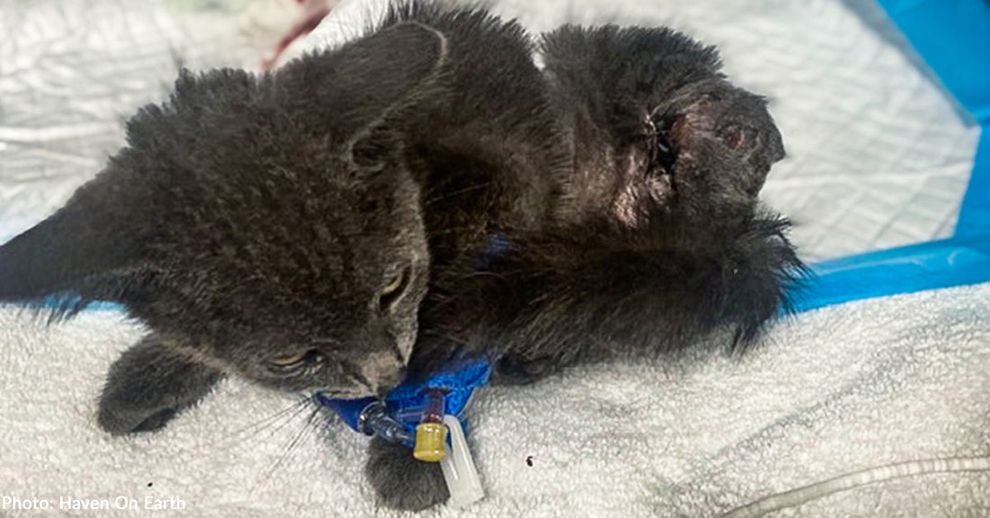 A black kitten rests on a towel, showing signs of recovery and care.