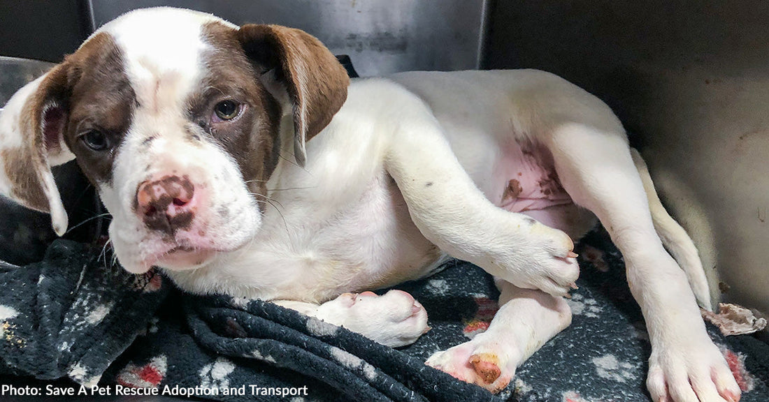 Stray Puppy in Critical Condition Gets Emergency Surgery Thanks to Your Support