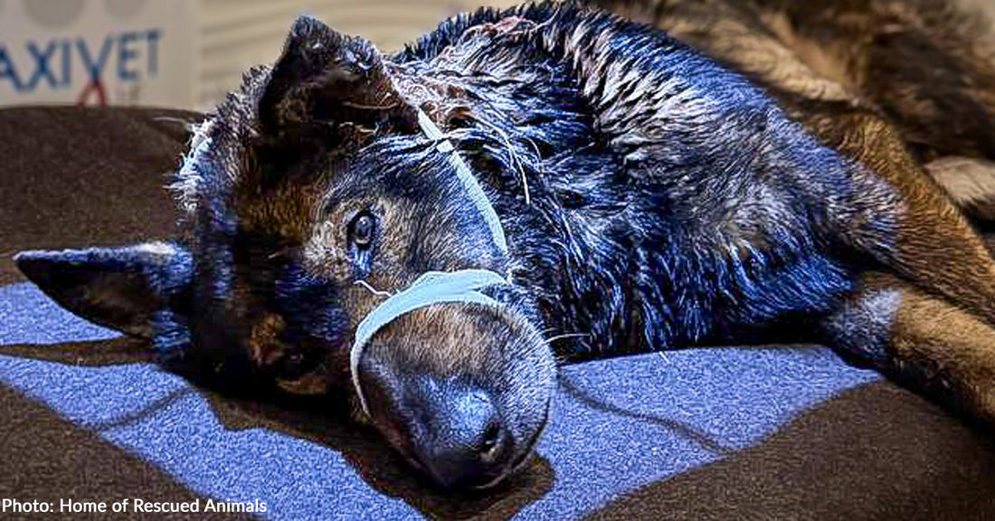 Severely Wounded Ukraine Dog Going into Shock from Blood Loss Gets Help Just in Time