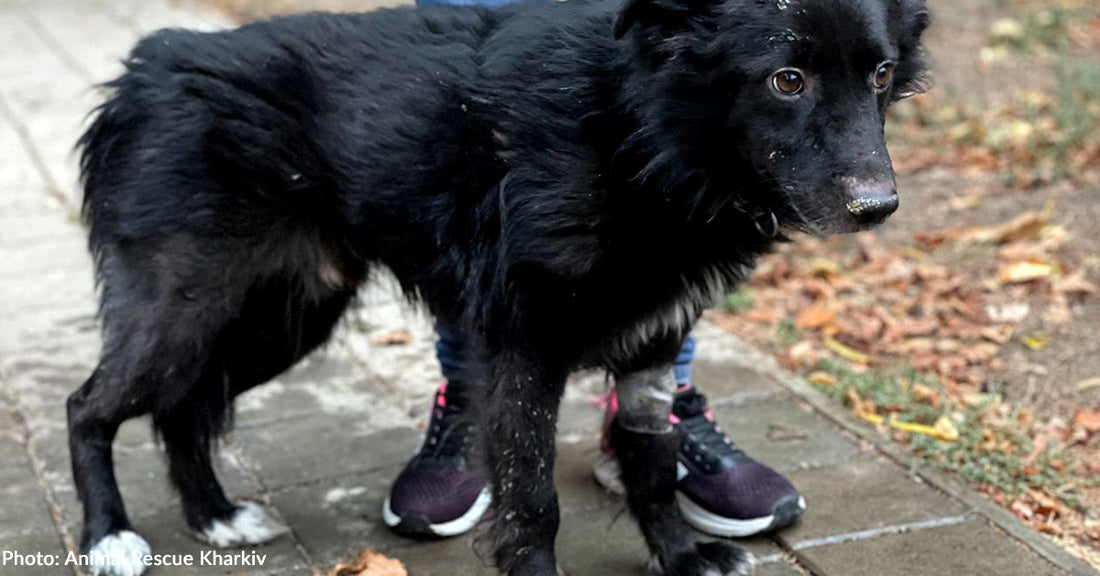 Dog Found Near Frontline with Broken Leg is Walking Again Thanks to Your Support