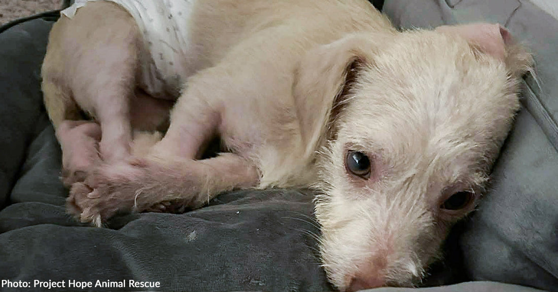 Casper Was Struck by a Car and Now He Is Fighting to Ever Walk Again
