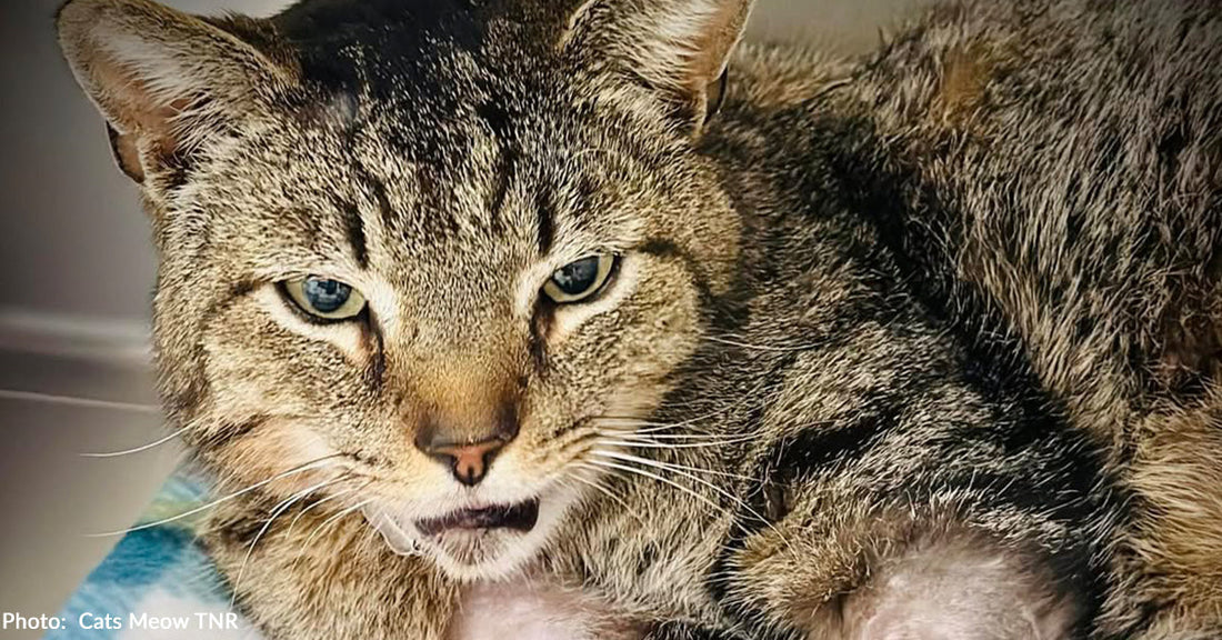 Cat in Critical Condition With Shattered Jaw Receives Emergency Surgery