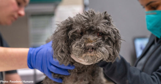 Injured Dog Pulled from Collapsed, Burned CA Home Needs Emergency Medical Care