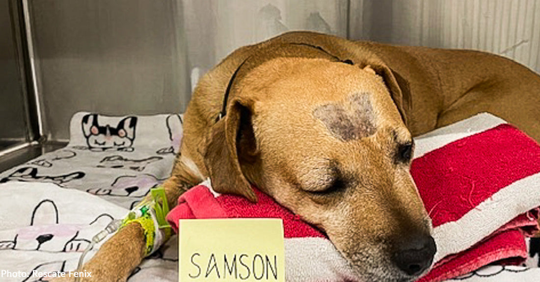 Stray Dog Suffering from Snake Bite and Several Illnesses Makes Full Recovery