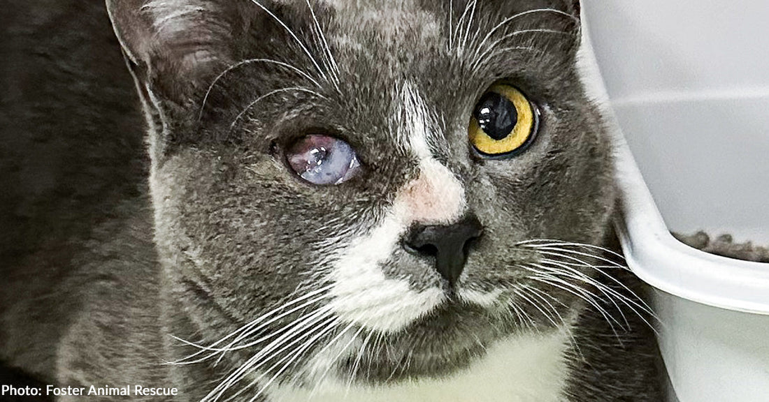 Seeing-Eye Cat for Blind Brother Needs Urgent Care for Painful Eye Condition