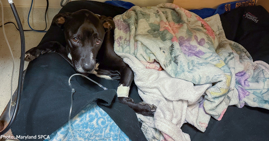 Life-Threatening Infection Is Putting Sweetheart's Life in Danger