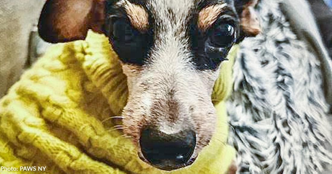 Senior Dog Barely Able to Eat Due to Advanced Dental Disease Finally Gets Care She Needs