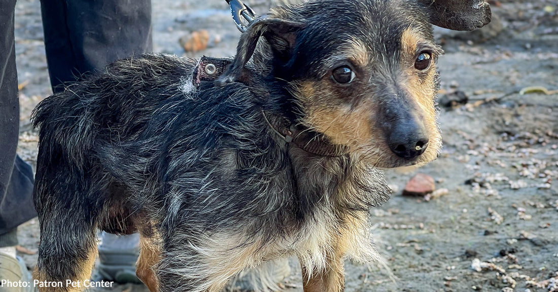 Dog Rescued from Frontlines Battling Deadly Parvo Makes Full Recovery, Thanks to You