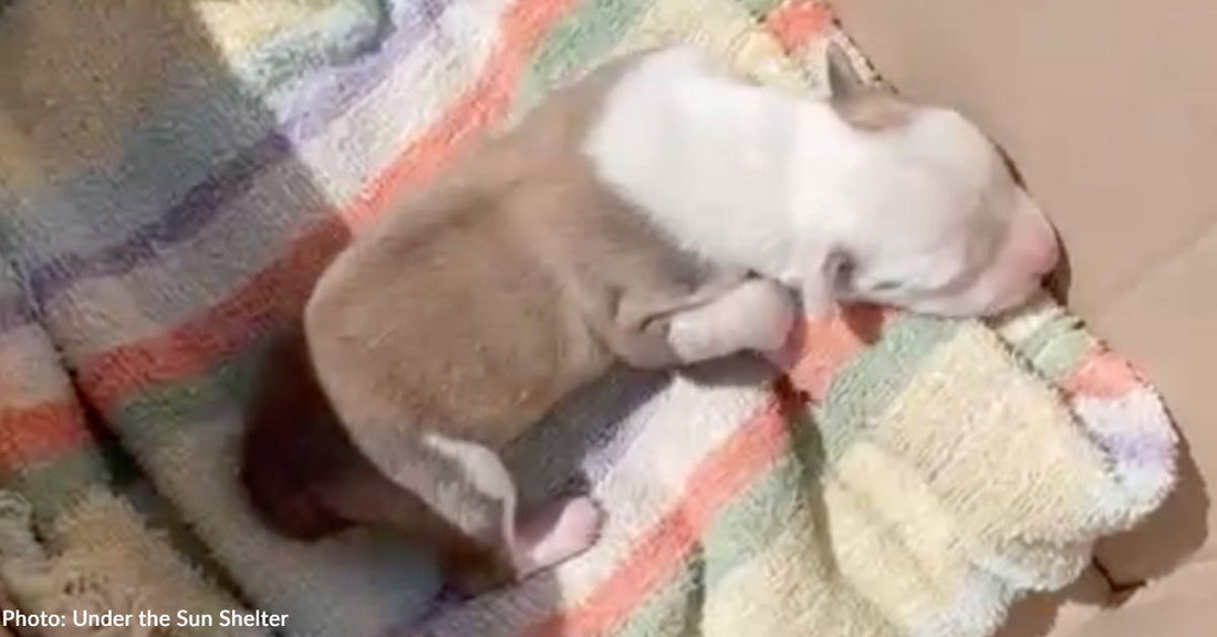 Newborn puppy sleeping on a colorful towel inside a cardboard box.