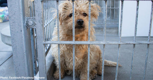 Over 100 Pets Lost During Eaton Fire Looking for Their Owners at Pasadena Humane