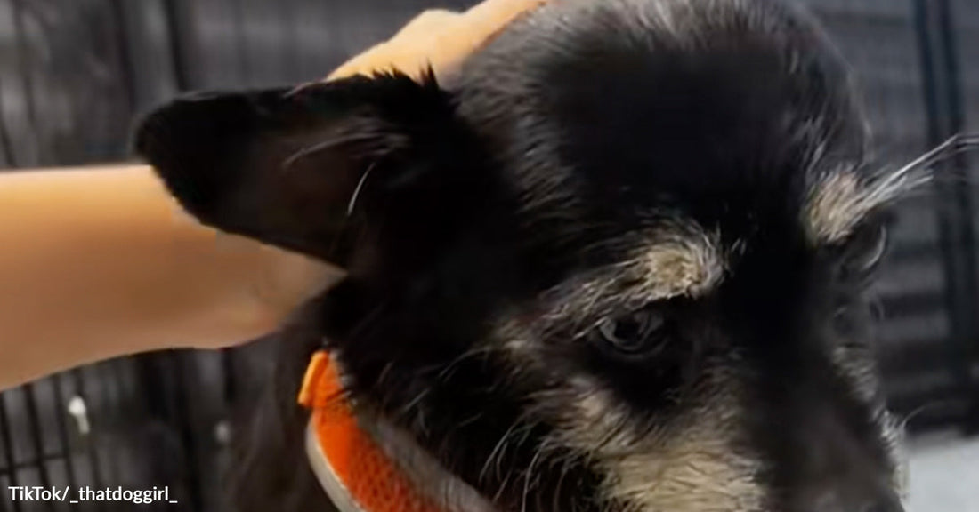 Close-up of a small black-and-tan dog wearing an orange bandana while being gently petted.