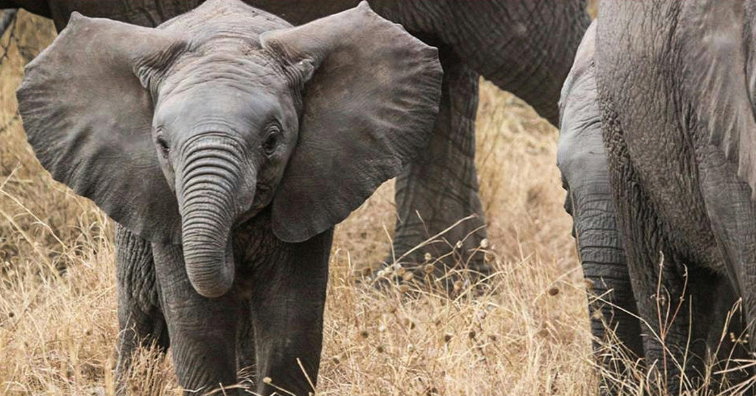 Heartwarming Moment On Video Shows Elephant Mother Giving Baby A Life Lesson