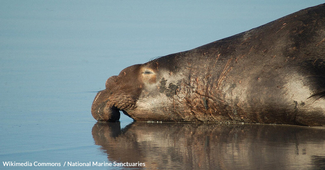 Elephant Seals Face New Threats to Survival as Their Numbers Rebound