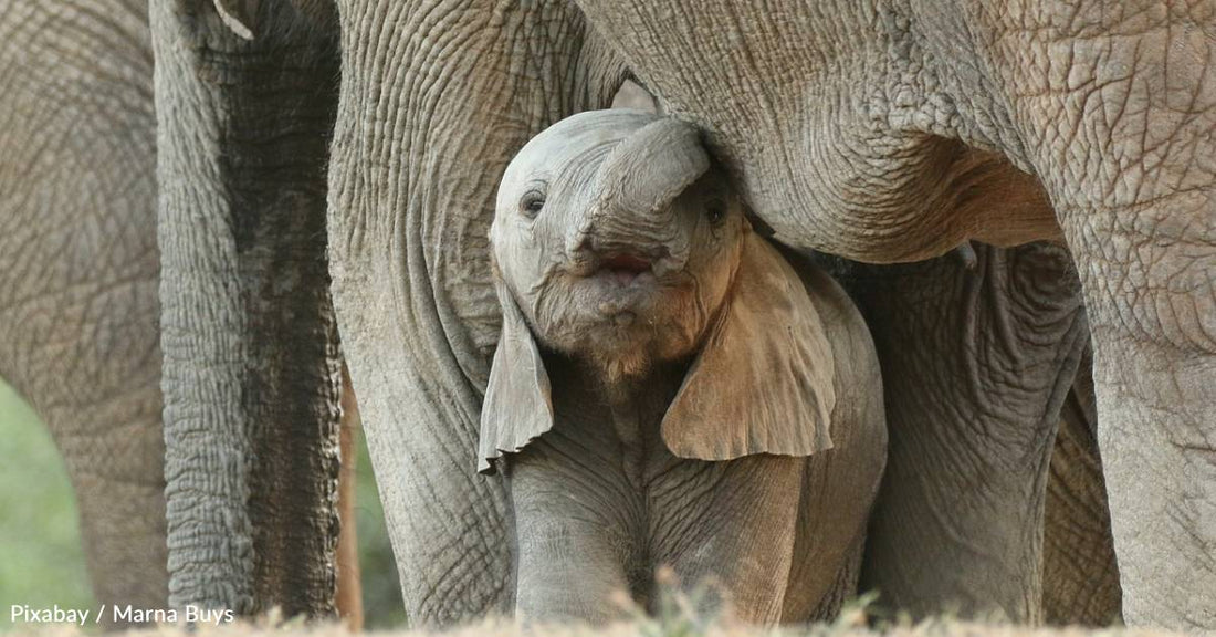 Elephants Call Each Other By Name, New Study Suggests
