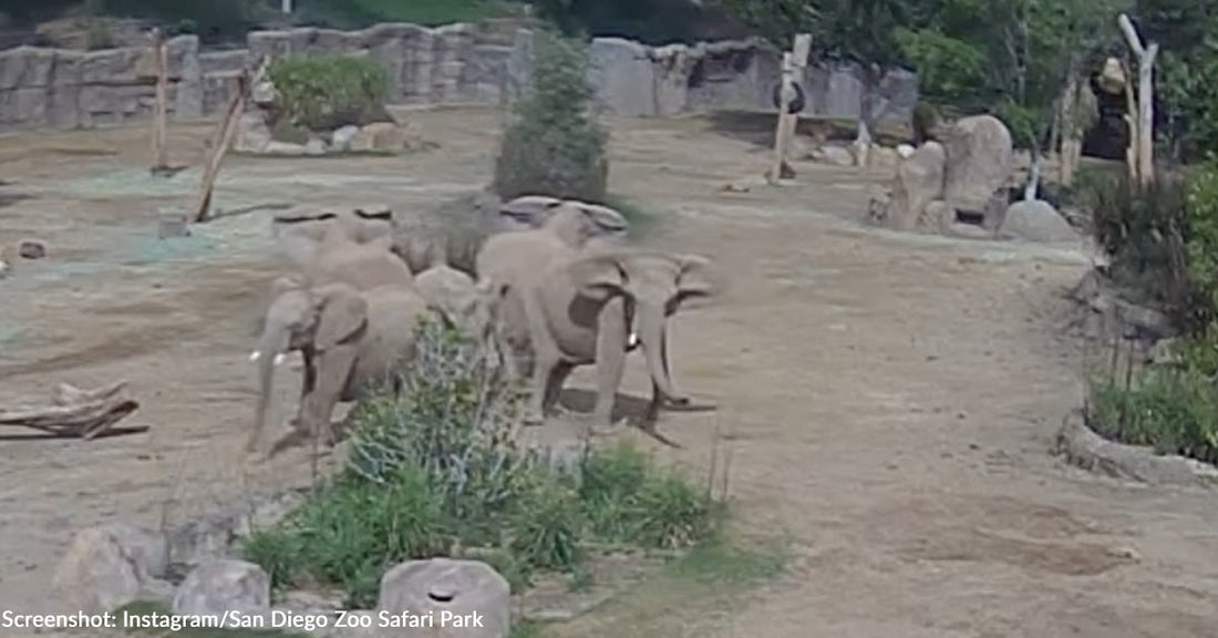 Elephants at San Diego Zoo Form "Alert Circle" During Monday's Earthquake